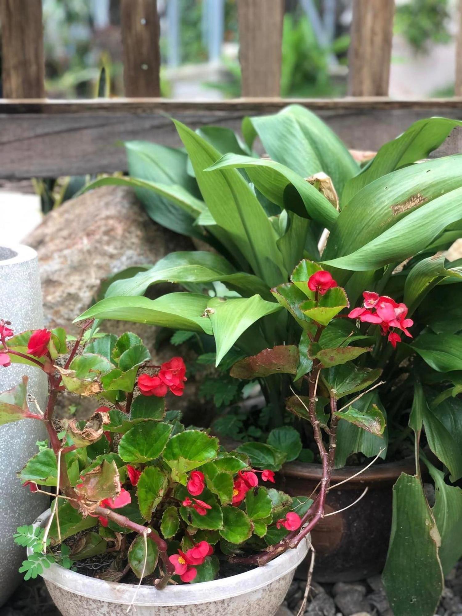 Tran Gia Homestay Nghia Lo Экстерьер фото